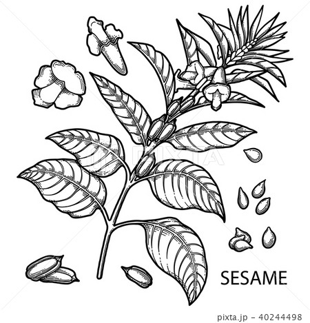 Graphic sesame flowers 40244498