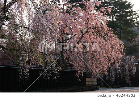 角館のしだれ桜 40244502
