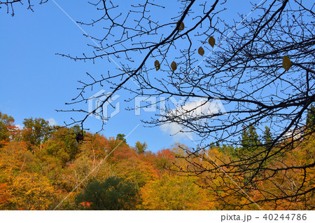 紅葉の清津峡 紅葉の清津峡 40244786