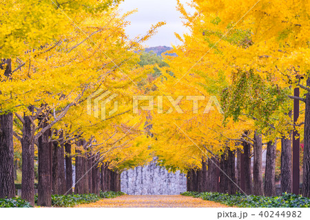 Ginkgo Road 40244982