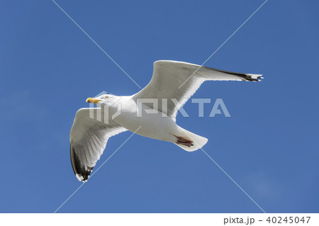Seabird the Seagull against a blue sky. 40245047