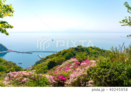 春の美保関　関の五本松公園のツツジと美保関港 40245058