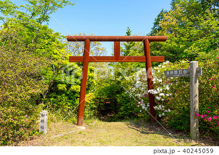 春の美保関 関の五本松公園のツツジと鳥居 春の美保関 関の五本松公園のツツジと鳥居 40245059