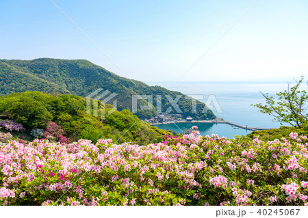 春の美保関 関の五本松公園のツツジと美保関港 春の美保関 関の五本松公園のツツジと美保関港 40245067