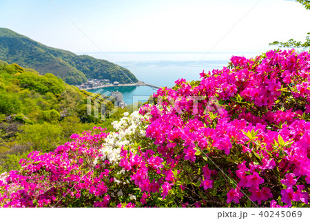 春の美保関　関の五本松公園のツツジと美保関港 40245069
