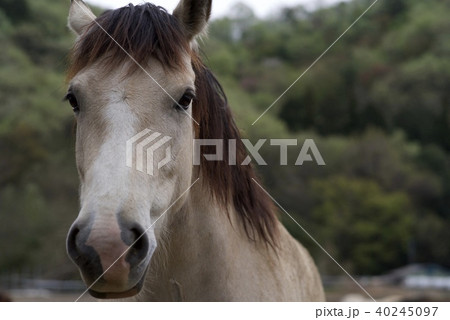 馬の横顔の写真素材