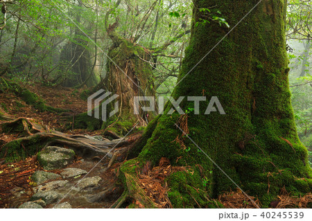 春の屋久島　白谷雲水峡　霧たちこめる楠川歩道 40245539
