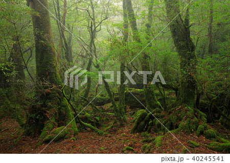春の屋久島　白谷雲水峡　霧たちこめる楠川歩道 40245541