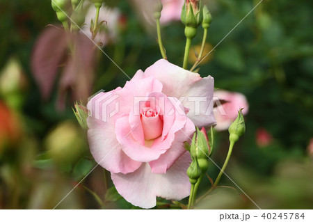 クリーミーシェードピンクの美しいバラ クリーミーシェードピンクの美しいバラ 40245784