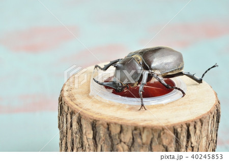 カブトムシが昆虫ゼリーを食べているところ カブトムシが昆虫ゼリーを食べているところ 40245853