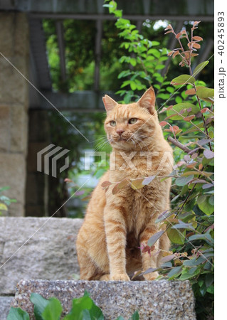 耳先カットされた地域猫 40245893