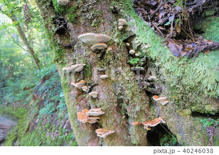 サルノコシカケ サルノコシカケ 40246038