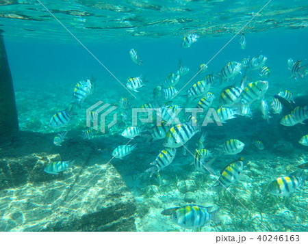 ナルスアン島　セブ 40246163