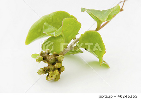 雲南百薬の葉とムカゴ 雲南百薬の葉とムカゴ 40246365