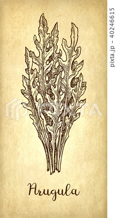 Ink sketch of arugula. 40246615