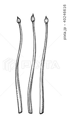 Garlic Chives ink sketch 40246616