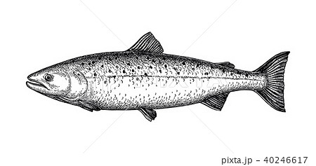 Ink sketch of salmon. 40246617