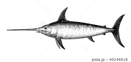 Ink sketch of swordfish. 40246618