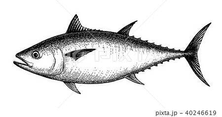 Ink sketch of tuna. 40246619
