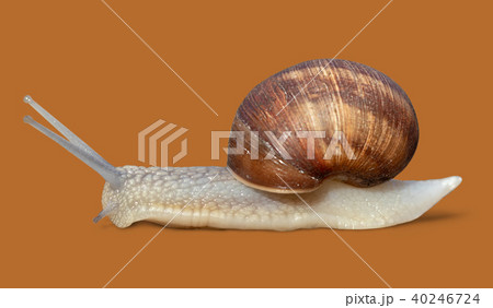 Garden snail isolated on orange background Garden snail isolated on orange background 40246724