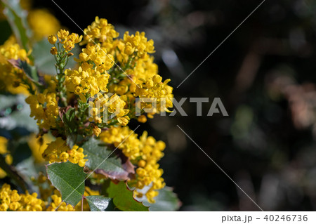 Mahonia aquifolium in blossoms 40246736