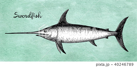 Ink sketch of swordfish. 40246789