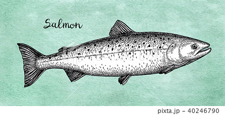 Ink sketch of salmon. 40246790