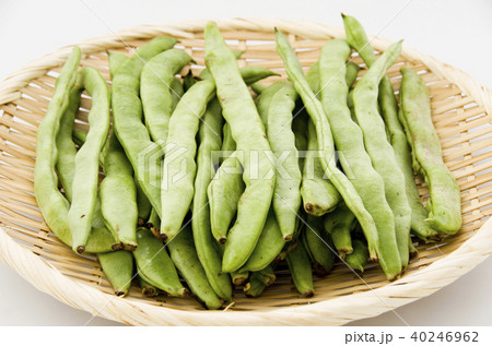 ヒラサヤインゲン ヒラサヤインゲン 40246962