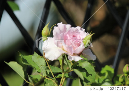 白　薔薇　告白とエロ　 40247117