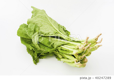 カラシナ 40247289