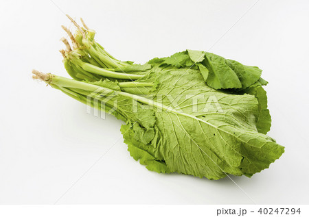 カラシナ カラシナ 40247294