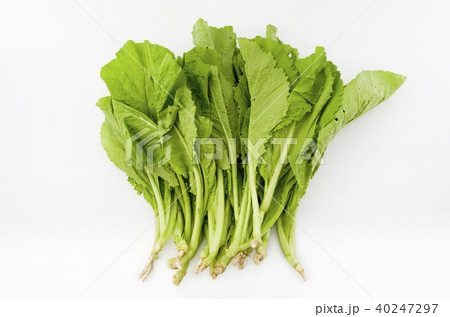 カラシナ 40247297