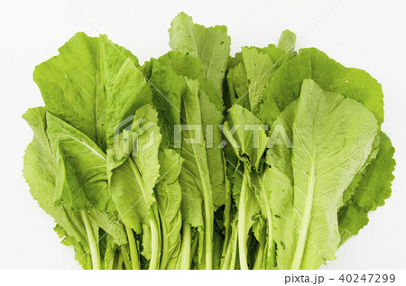 カラシナ 40247299