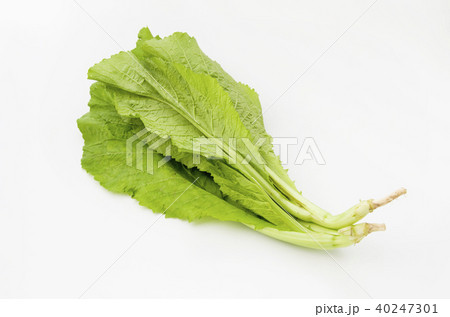 カラシナ 40247301