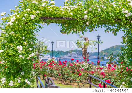 日本の春　横須賀ヴェルニー公園のバラ園 40247392