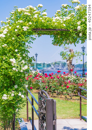 日本の春　横須賀ヴェルニー公園のバラ園 40247394