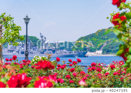 日本の春　横須賀ヴェルニー公園のバラ園 40247395