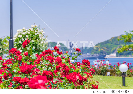 日本の春 横須賀ヴェルニー公園のバラ園 日本の春 横須賀ヴェルニー公園のバラ園 40247403