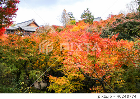 東福寺の庭、紅葉の向こうに臥雲橋 東福寺の庭、紅葉の向こうに臥雲橋 40248774