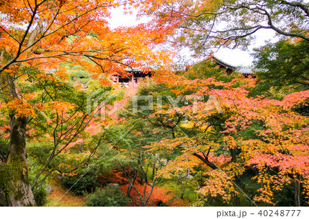 東福寺の庭、紅葉の合間に見える臥雲橋 東福寺の庭、紅葉の合間に見える臥雲橋 40248777
