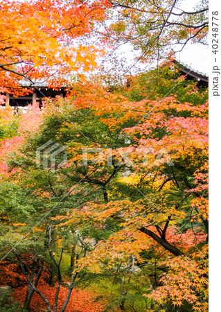 東福寺の庭、紅葉の合間に見える臥雲橋 東福寺の庭、紅葉の合間に見える臥雲橋 40248778