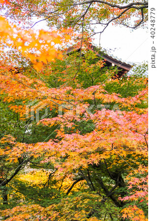 東福寺の庭、紅葉の合間に見える臥雲橋 東福寺の庭、紅葉の合間に見える臥雲橋 40248779