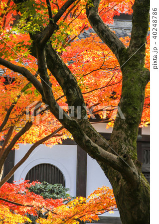 西日に光る紅葉と東福寺経蔵の白壁に丸い窓 西日に光る紅葉と東福寺経蔵の白壁に丸い窓 40248786