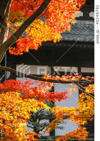 西日に光る紅葉と東福寺経蔵 西日に光る紅葉と東福寺経蔵 40248792