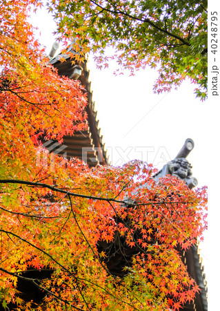 東福寺経蔵と紅葉 東福寺経蔵と紅葉 40248795