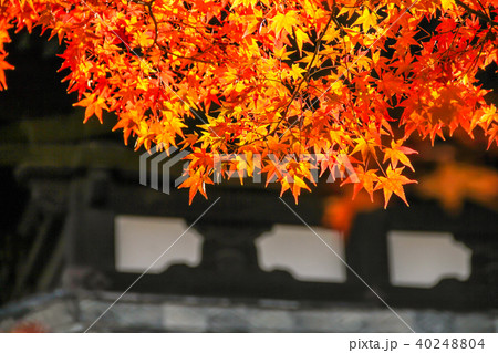 東福寺経蔵、西日を受けて輝く紅葉 東福寺経蔵、西日を受けて輝く紅葉 40248804
