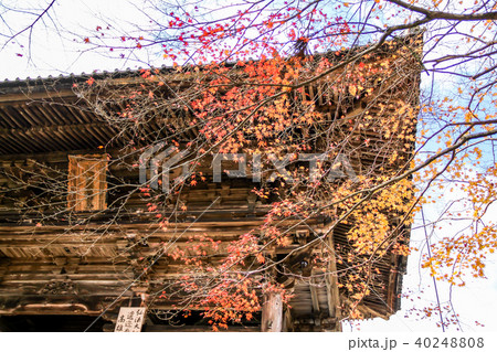 神護寺の楼門と紅葉 神護寺の楼門と紅葉 40248808