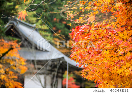 神護寺、五大堂を背景に真っ赤な紅葉 40248811