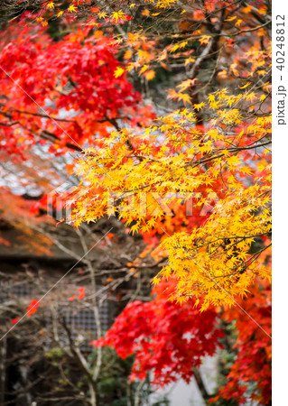 神護寺、毘沙門堂前の紅葉 40248812