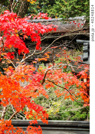 神護寺、大師堂前の紅葉 40248814